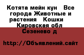 Котята мейн кун - Все города Животные и растения » Кошки   . Кировская обл.,Сезенево д.